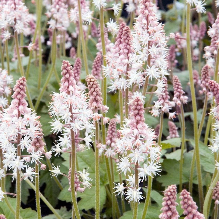 Tiarella cordifolia 'Oakleaf' ~ Oakleaf Foam Flower