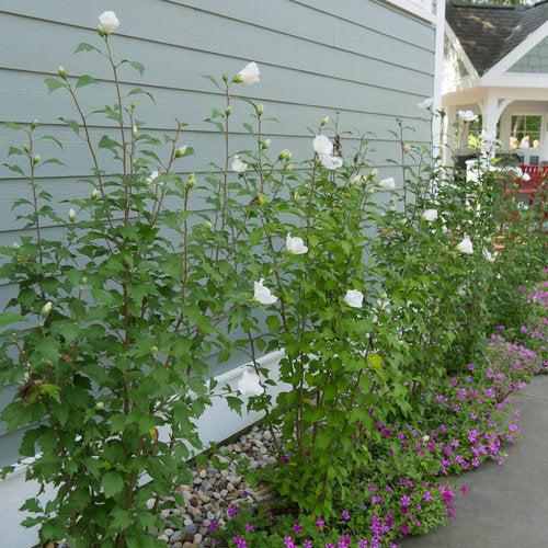 Hibiscus syriacus 'Gandini van Aart' ~ PW® White Pillar® Rosa de Sarón