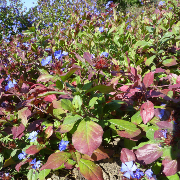 Ceratostigma plumbaginoides ~ Hardy Plumbago, Leadwort