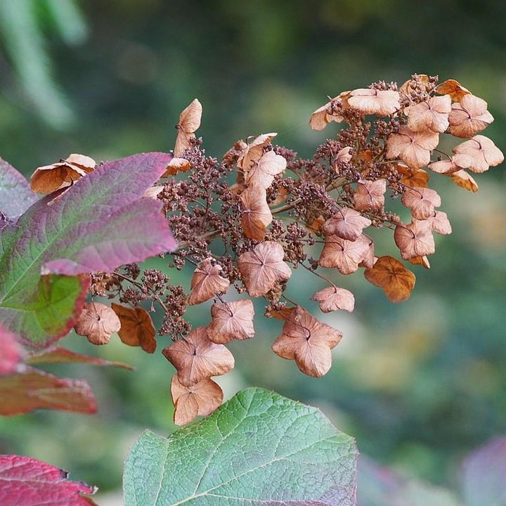 Hydrangea quercifolia 'Sike's Dwarf' ~ Sike's Dwarf Oakleaf Hydrangea