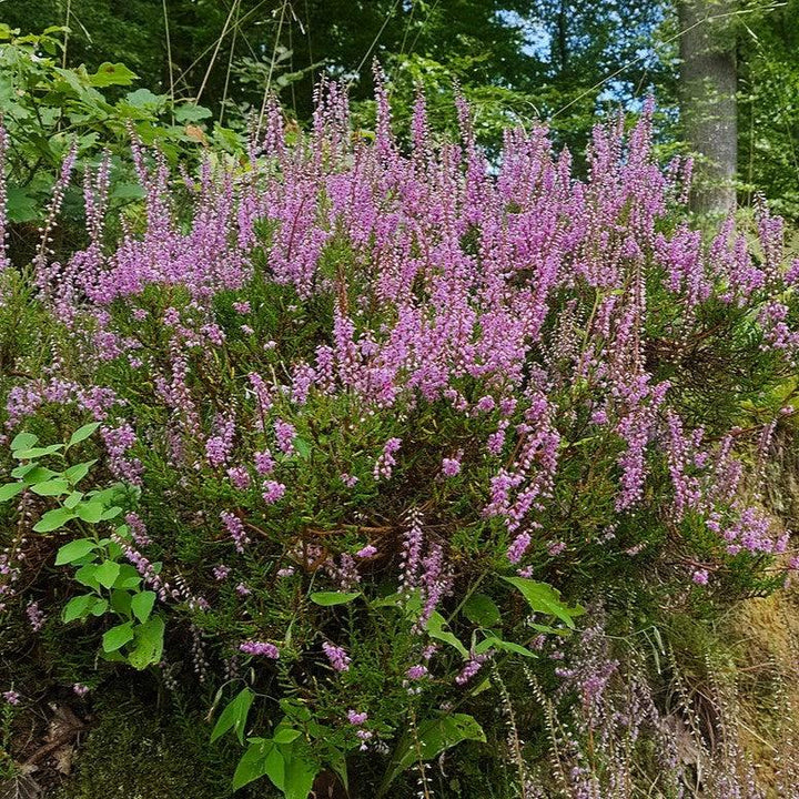 Calluna vulgaris ~ Scotch Heather