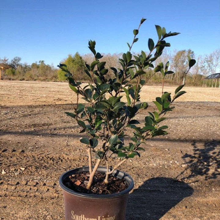 Camellia sasanqua 'Green S99-016' PP24887 ~ October Magic® Ivory™ Camellia