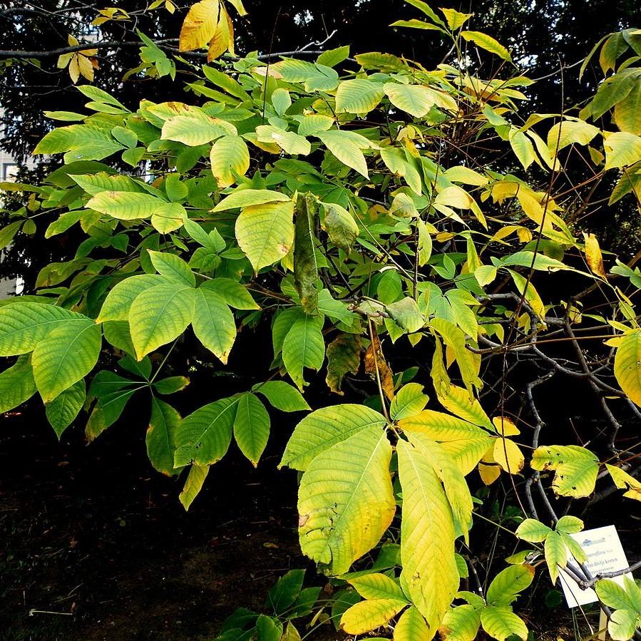 Aesculus parviflora ~ Buckeye Bottlebrush