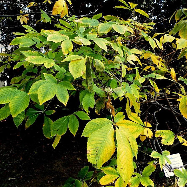 Aesculus parviflora ~ Cepillo para botellas Buckeye