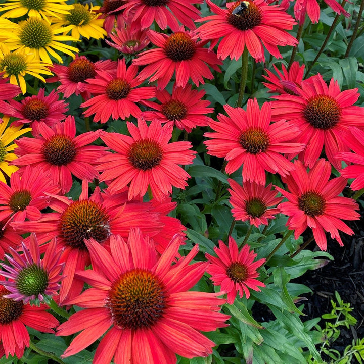 Echinacea 'TNECHKRD' PP #29,743 ~ Kismet® Red Coneflower