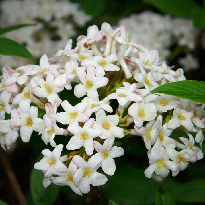 Viburnum x burkwoodii 'Mohawk' ~ Mohawk Viburnum