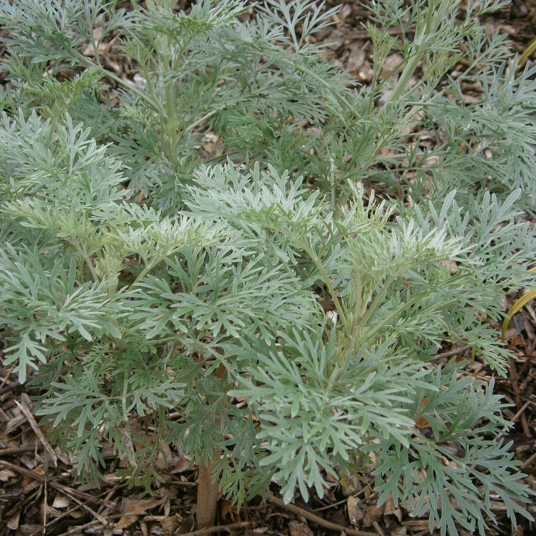 Artemisia x 'Powis Castle' ~ Powis Castle Artemisia