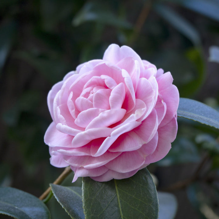 Camellia sasanqua 'Autumn Sentinel' ~ Autumn Sentinel Camellia