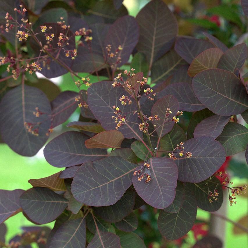 Cotinus coggygria 'Grace' ~ Grace Smoketree