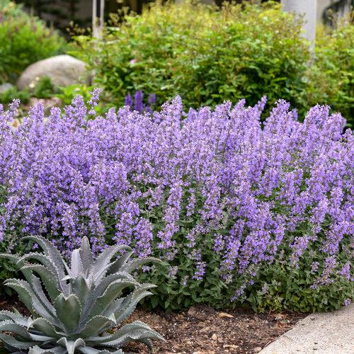 Nepeta faassenii 'Cat's Meow' ~ Cat's Meow Catmint