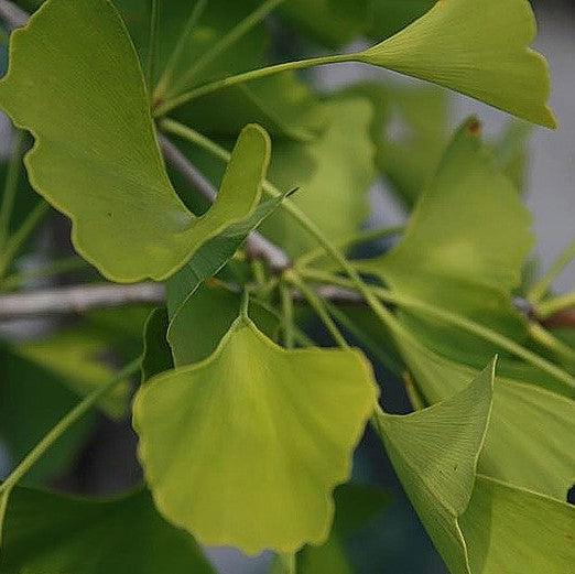 Ginkgo biloba 'Autumn Gold' ~ Autumn Gold Ginkgo