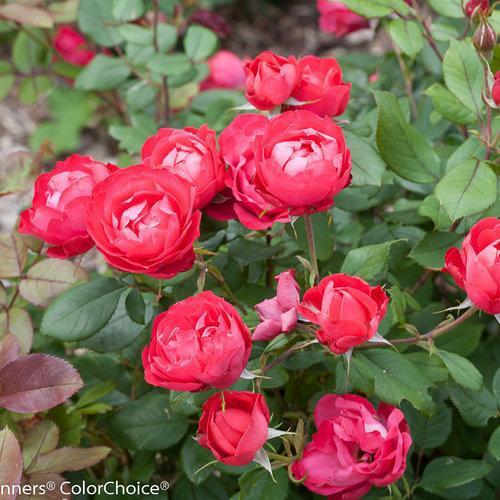 Rosa 'Meipeporia' ~ OSO Easy® Double Red Rose