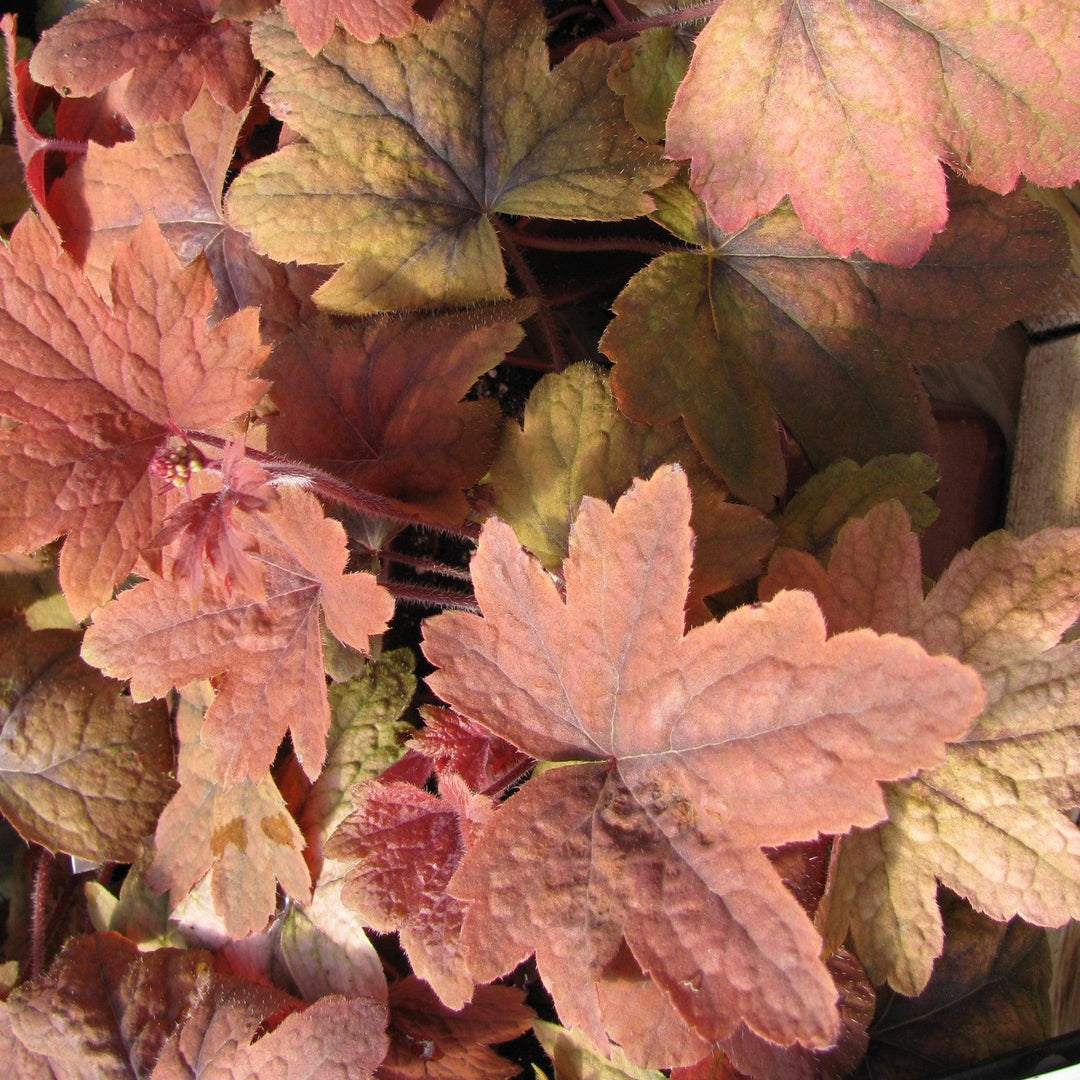 Heucherella 'Sweet Tea' ~ Sweet Tea Foamy Bells