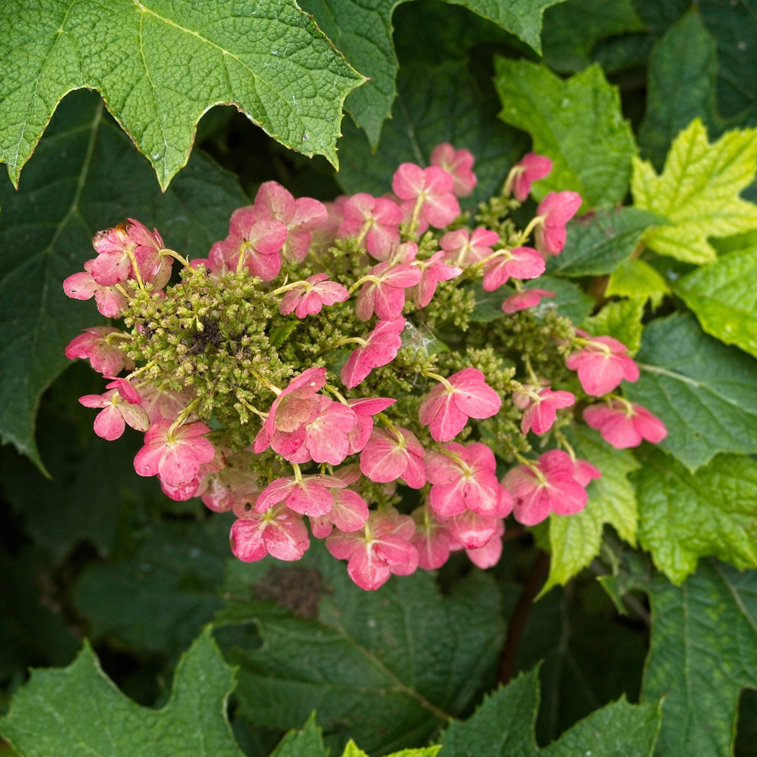 Hydrangea quercifolia 'Ruby Slippers' ~ Ruby Slippers Oakleaf Hydrangea