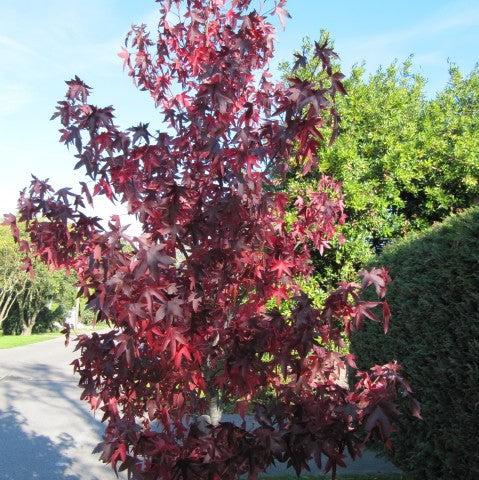 Liquidambar styraciflua 'Hapdell' ~ Happidaze Seedless Sweetgum