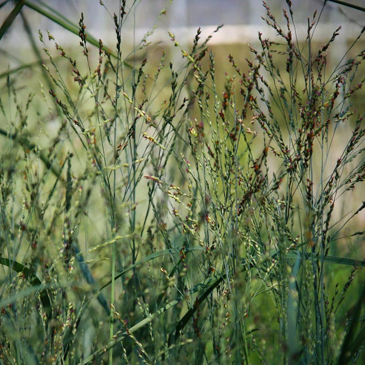 Panicum virgatum 'Heavy Metal' ~ Heavy Metal Switch Grass