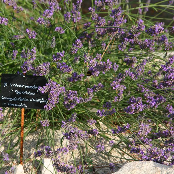 Lavandula x intermedia 'Grosso' ~ Grosso Lavender