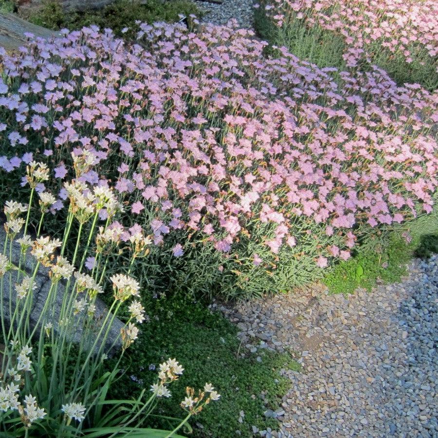 Dianthus 'Bath's Pink' ~ Bath's Pink Dianthus