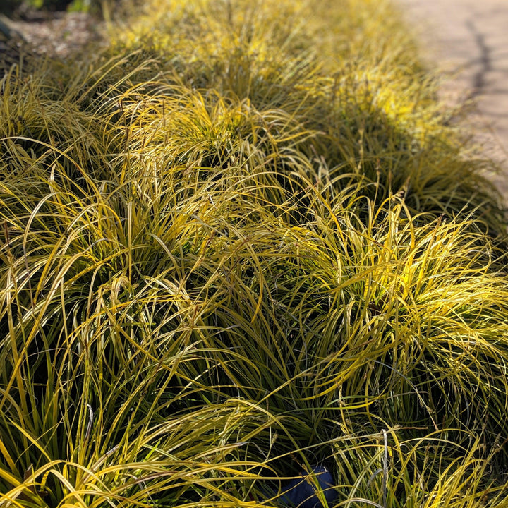 Carex oshimensis 'Everillo' PP#21,002 ~ EverColor® Everillo Sedge