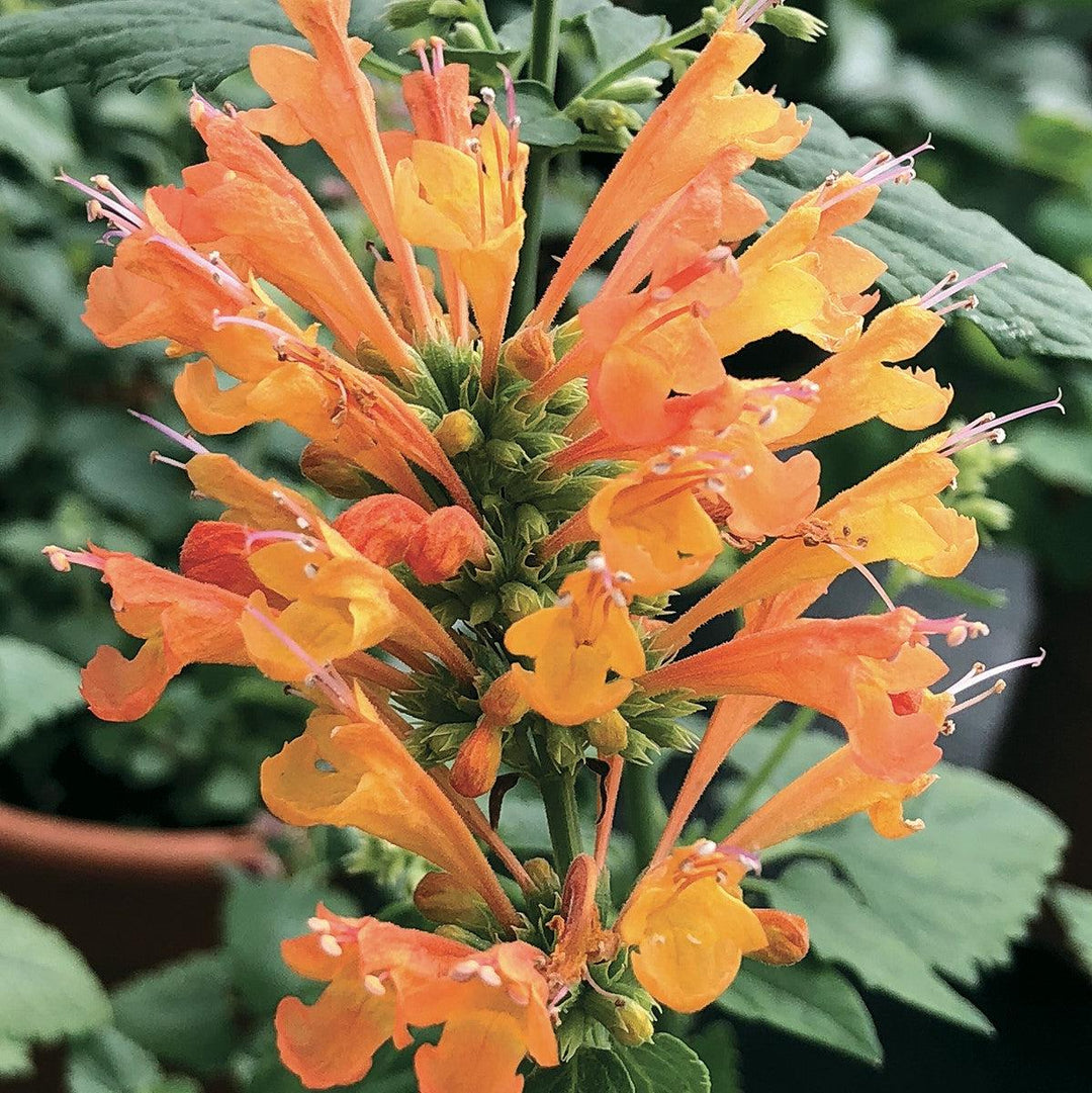 Agastache 'TNAGAPO' ~ Poquito™ Orange Hyssop