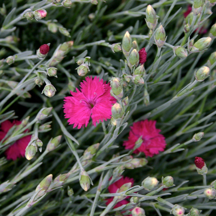 Dianthus x 'Neon Star' ~ Neon Star Dianthus