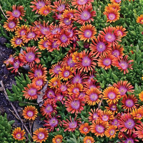 Delosperma hybrida 'P0001S' ~ Fire Spinner® Ice Plant