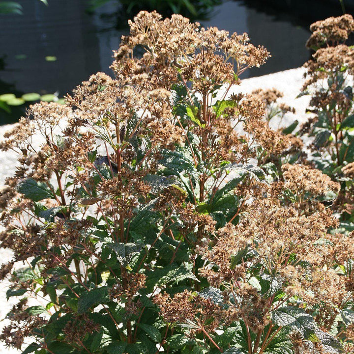 Eutrochium dubium 'Little Joe' ~ Little Joe Coastal Pye Weed