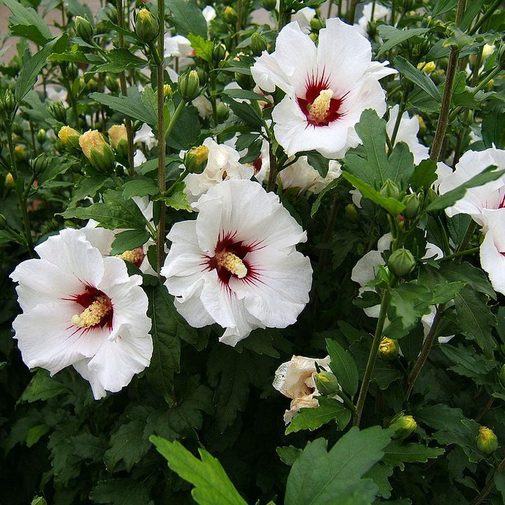 Hibiscus syriacus ~ Rosa de Sarón; Hibisco