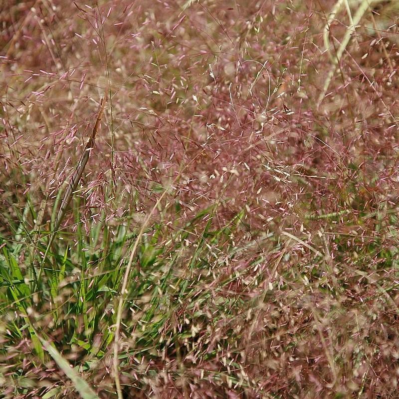 Eragrostis spectabilis ~ Lovegrass púrpura