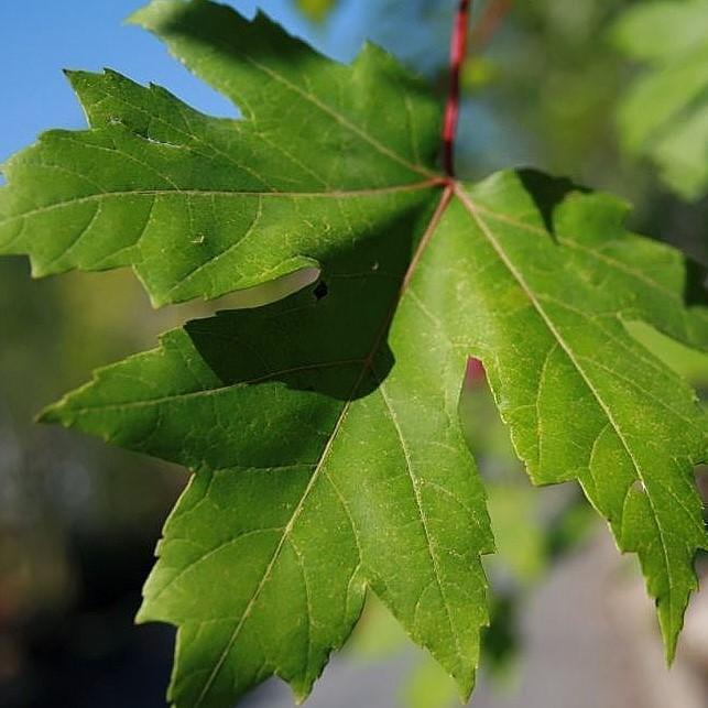 Acer x freemanii 'Jeffersred' ~ Autumn Blaze Freeman Red Maple