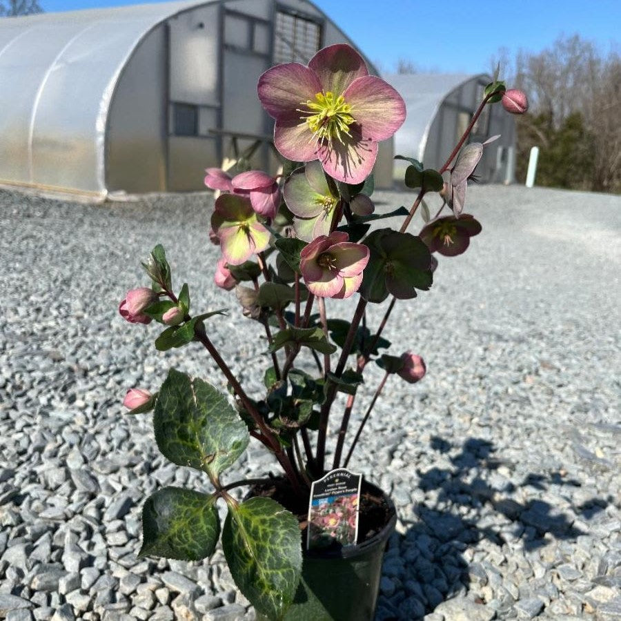 Helleborus x hybridus 'RD09' ~ FrostKiss™ Pippa's Purple Lenten Rose