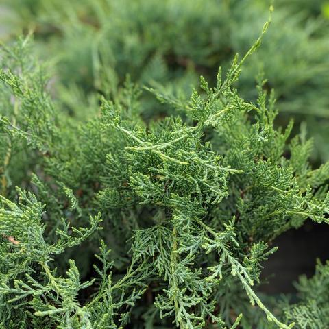 Juniperus virginiana 'Grey Owl' ~ Grey Owl Juniper