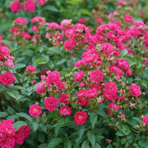 Rosa x 'Phyllis Sherman' ~ Oso Easy Peasy® Rose