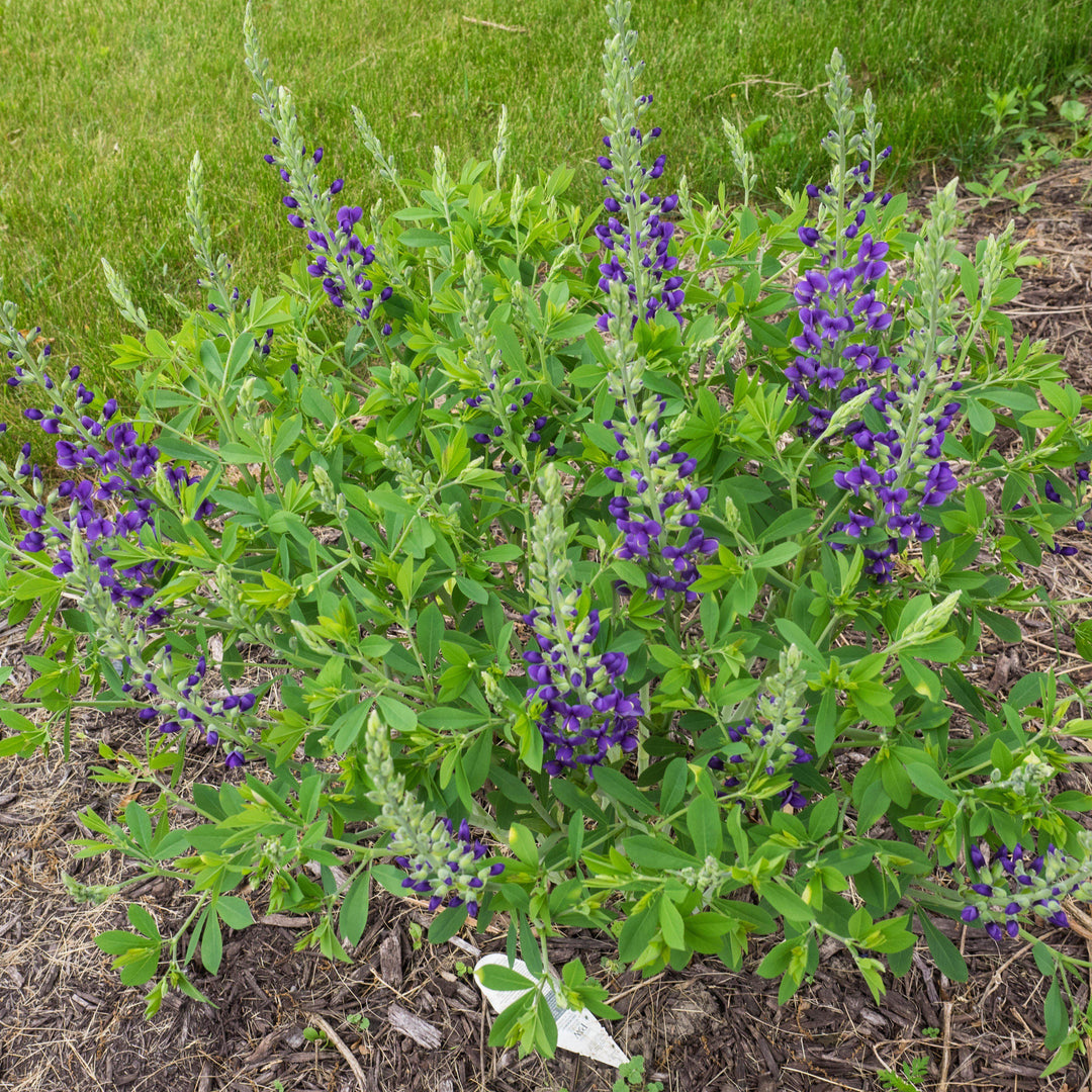 Baptisia 'Blueberry Sundae' ~ Decadence® Blueberry Sundae False Indigo