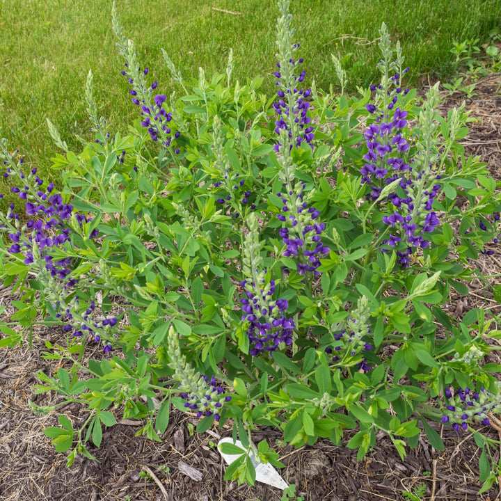 Baptisia 'Blueberry Sundae' ~ Decadence® Blueberry Sundae False Indigo