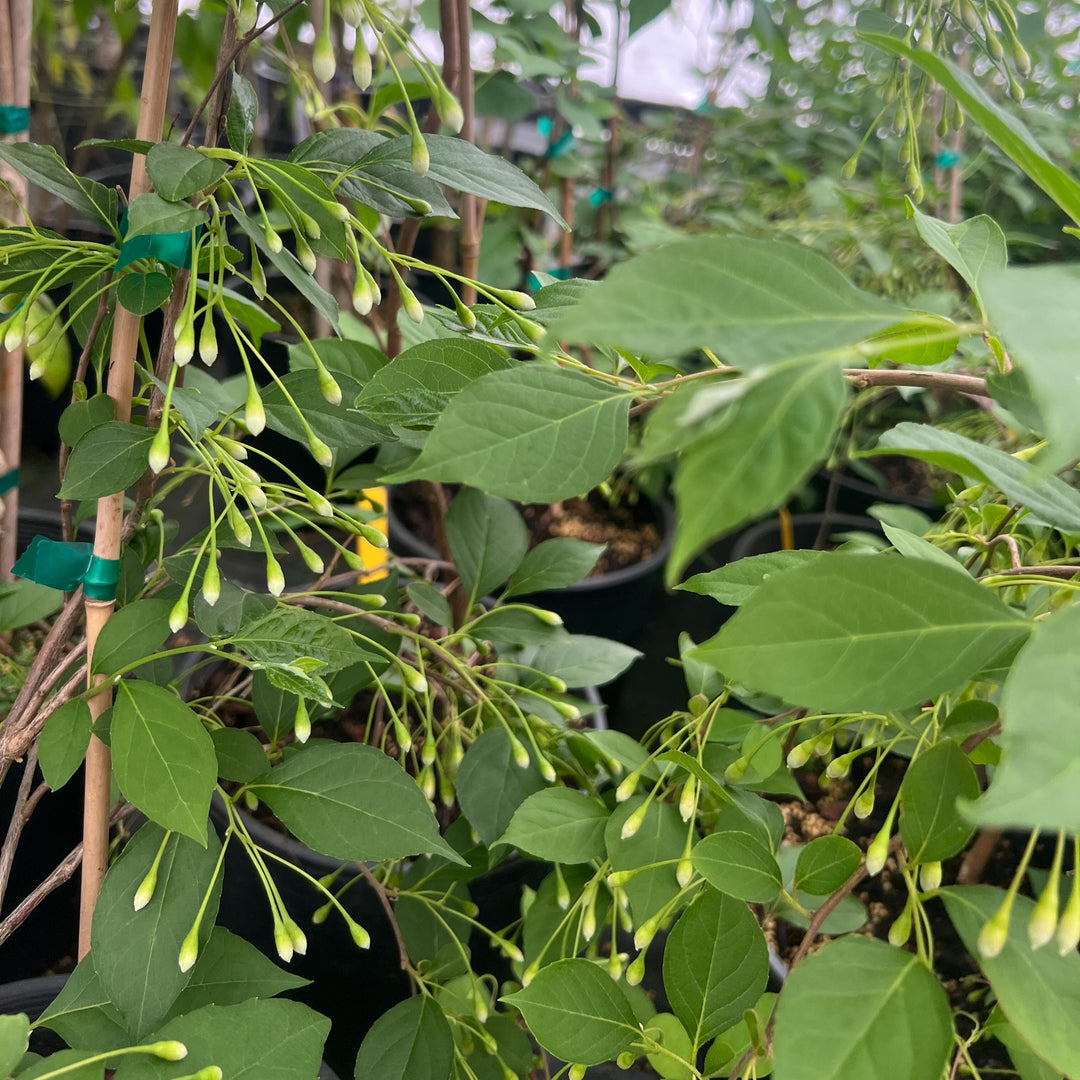 Styrax japonicus 'Fragrant Fountain' ~ Fragrant Fountain Japanese Snowbell