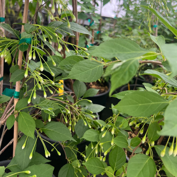 Styrax japonicus 'Fragrant Fountain' ~ Fragrant Fountain Japanese Snowbell