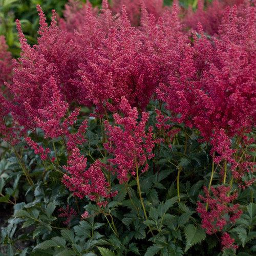 Astilbe japonica 'Montgomery' ~ Montgomery Japanese Astilbe