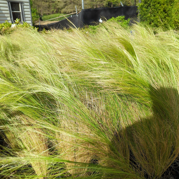 Nassella tenuissima ~ Mexican Feather Grass