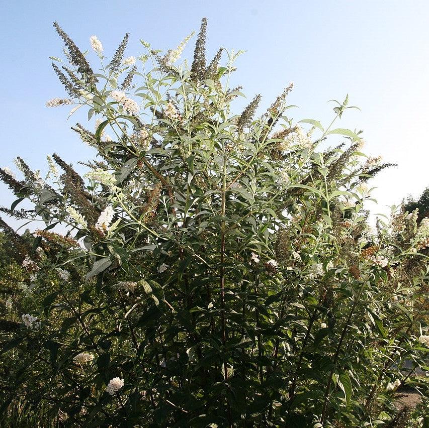 Buddleia davidii 'White Profusion' ~ Arbusto de mariposa White Profusion