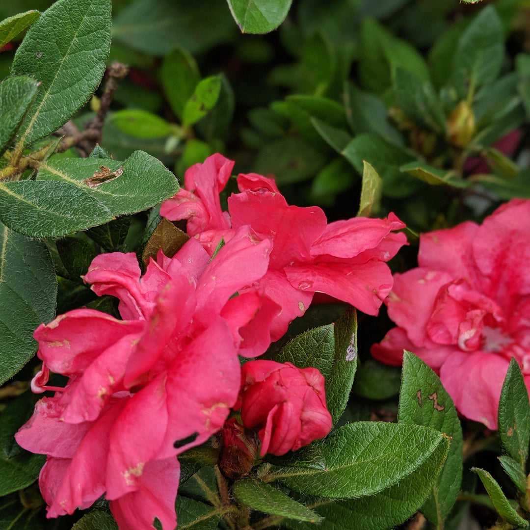 Rododendro 'Conlea' ~ Encore® Autumn Rouge™ Azalea