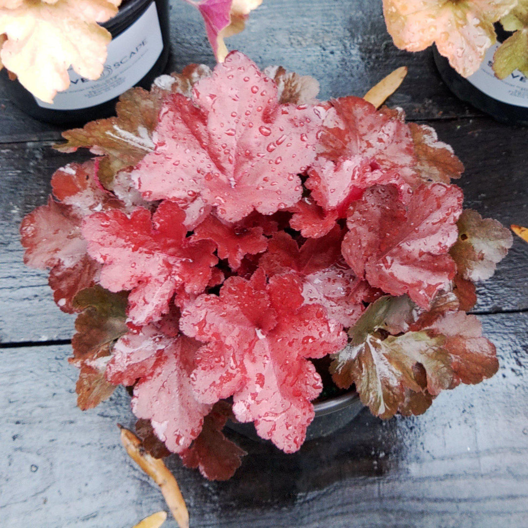 Heuchera x 'TNHEUFR' ~ Forever® Red Heuchera, Coral Bells