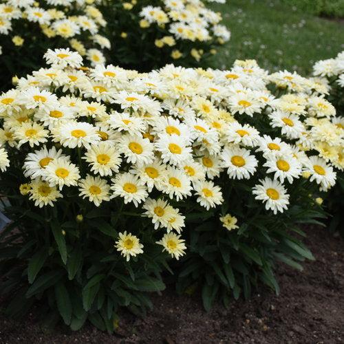 Leucanthemum superbum ’Banana Cream II’ ~ PW® Amazing Daisies® Banana Cream II Shasta Daisy