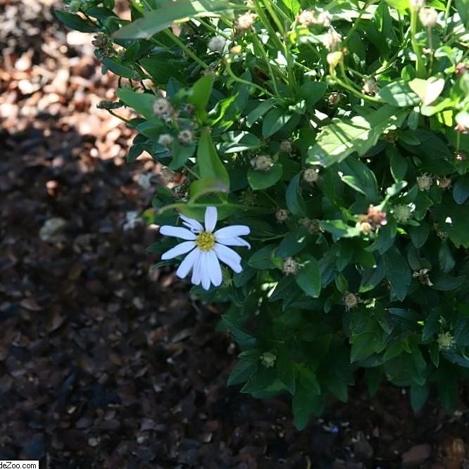 Kalimeris incisa 'Blue Star' ~ Blue Star Kalimeris