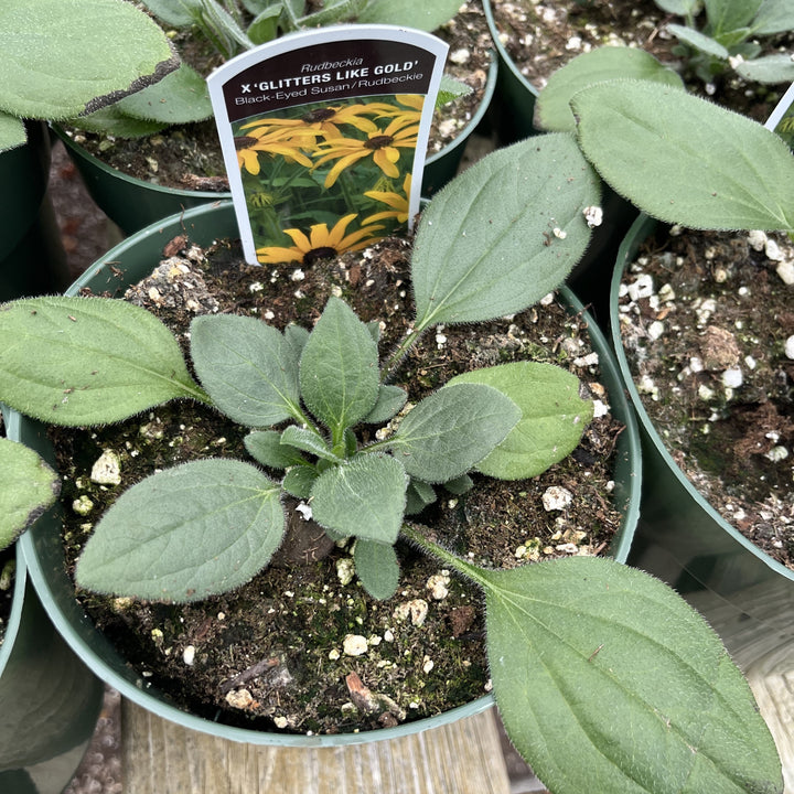 Rudbeckia x 'Glitters Like Gold' ~ Glitters Like Gold Black-Eyed Susan