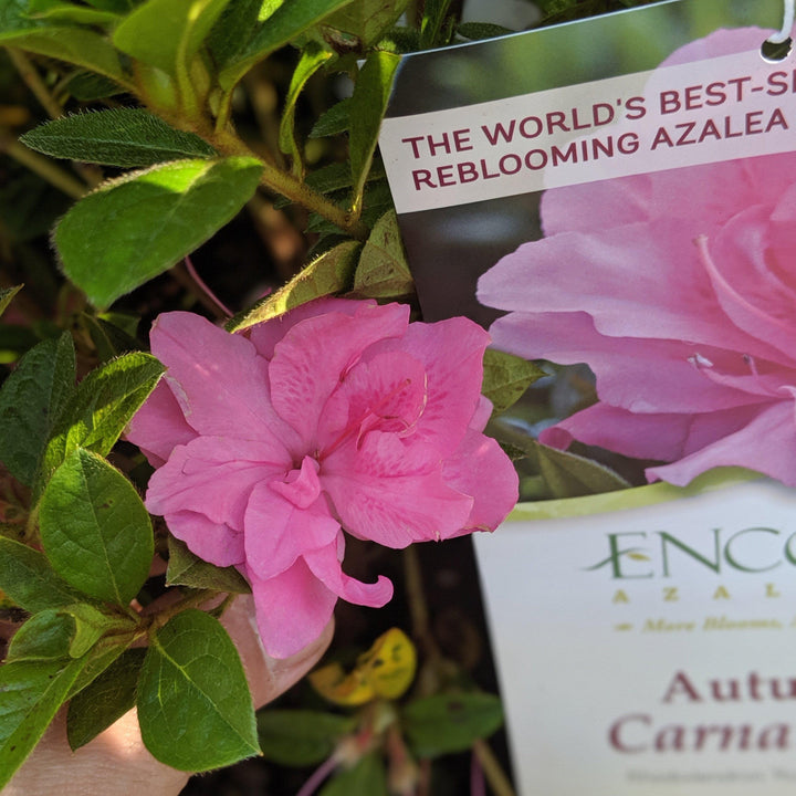 Rhododendron ‘Roblec’ ~ Encore® Autumn Carnation™ Azalea