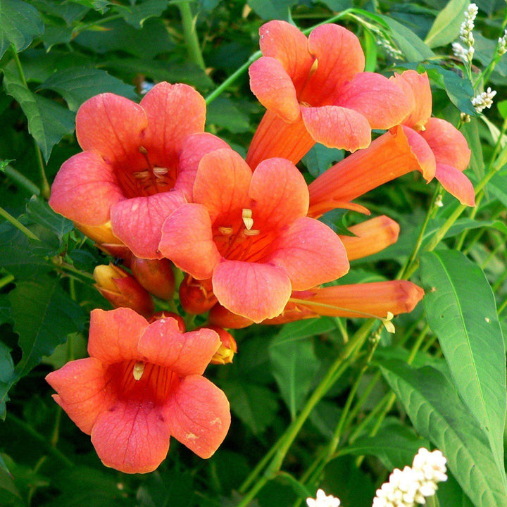 Campsis radicans 'Flamenco' ~ Flamenco Trumpet Creeper