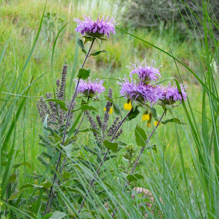 Monarda 'Blue Moon' ~ Sugar Buzz® Blue Moon Bee Balm