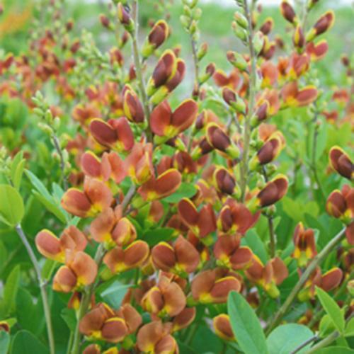 Baptisia 'Cherries Jubilee' ~ Decadence® Cherries Jubilee Baptisia