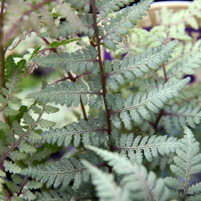 Athyrium 'Ghost' ~ Ghost Fern